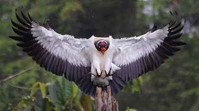 Kền kền vua: Loài chim ăn xác chết độc đáo của rừng rậm Mỹ