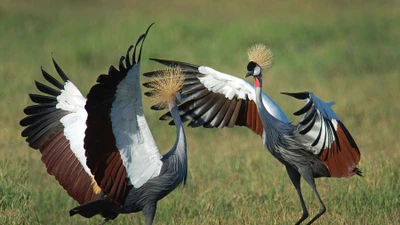 Khám phá loài sếu vương miện xám đẹp nhất hành tinh