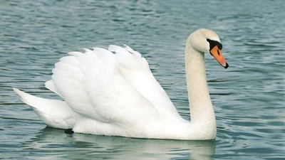 Tiết lộ thú vị về loài chim nặng 15 kg, biểu tượng của tình yêu vĩnh cửu