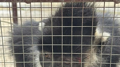 Bắt cá thể voọc đen Hà Tĩnh tấn công người ở Quảng Trị