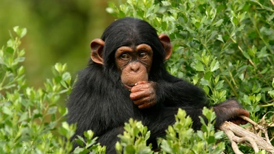 Tinh tinh và những hành vi độc đáo của loài linh trưởng