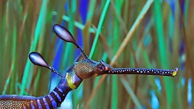 Khám phá loài cá yếu ớt nhưng đặc biệt của Nam Úc