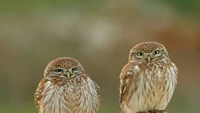 Khám phá về cú vọ, loài cú nhỏ nhưng hung dữ và linh hoạt