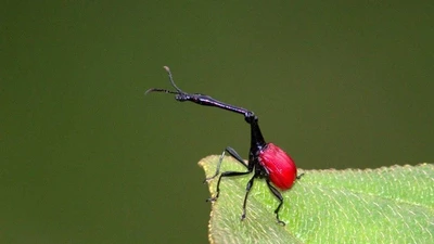 Mọt hươu cao cổ Madagascar với chiếc cổ dài và khả năng phòng thủ độc đáo