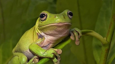 Khám phá loài nhái xanh Australia nổi bật toàn cầu