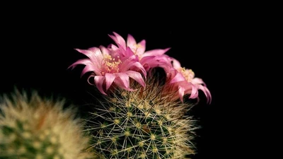 Top sự thật khó tin về các loài xương rồng ít người biết