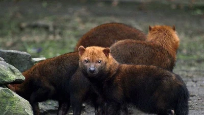 Chó bụi Nam Mỹ: Loài động vật bí ẩn đang bị đe dọa