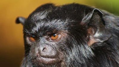 Khỉ vuốt tay vàng: Loài khỉ nhỏ nhắn nhưng linh hoạt của Amazon