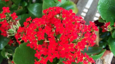 Loài cây thuốc hoa rực rỡ, có nhiều ở Việt Nam