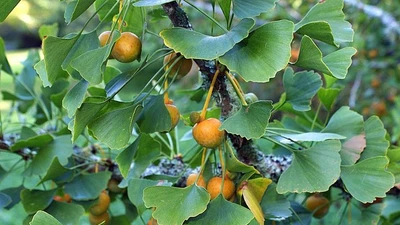 Loài cây cổ đại không thay đổi qua hàng triệu năm