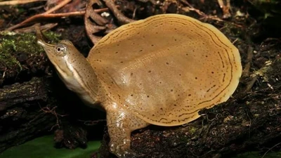 Khám phá loài rùa mai mềm kỳ lạ có thể thở qua da