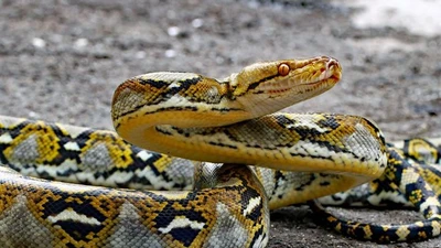Cận cảnh loài trăn dài nhất thế giới, chỉ Việt Nam có