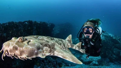 Khám phá cá mập thảm: kẻ săn mồi bí ẩn trong lòng biển sâu