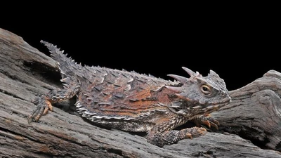 Thằn lằn sừng Texas: Loài có khả năng phun máu và thích nghi đặc biệt