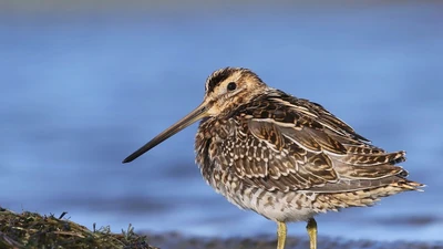 Chim rẽ Việt Nam: Những lữ khách di cư và đặc điểm nổi bật