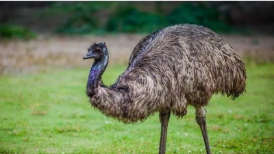 Loài chim đặc biệt của Úc với khả năng chạy, bơi và trứng ấn tượng