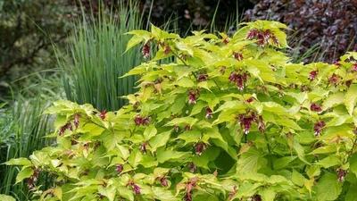 Khám phá cây kim ngân Himalaya – nữ hoàng thực vật núi cao