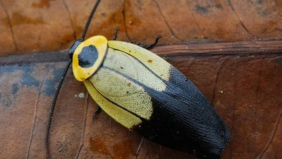 Gián tồn tại hơn 300 triệu năm trước thời khủng long