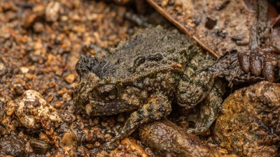 Đặc điểm kỳ lạ của ếch Hochstetter cổ xưa tại New Zealand