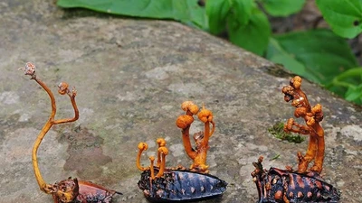 Sự thật khó tin về loài nấm quý như vàng, được nuôi cấy nhiều ở Việt Nam 