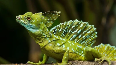 Nhông buồm xanh, kỳ quan của rừng nhiệt đới với khả năng đặc biệt