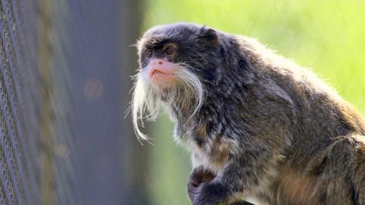 Khỉ vuốt hoàng đế: Kỳ lạ và dễ thương của rừng nhiệt đới