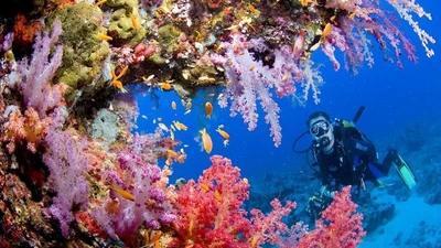 Chiêm ngưỡng rạn san hô nguyên sơ nhất thế giới của Philippines