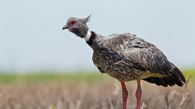 Ngỗng hạc mào cổ xưa giữ vai trò quan trọng trong hệ sinh thái