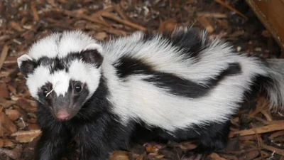 Chồn hôi sọc châu Phi: Kẻ săn đêm có mùi hôi khó chịu 