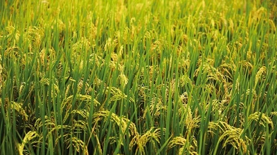 Cây lúa và vai trò then chốt trong nền văn minh và hệ sinh thái