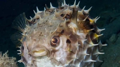 Cá nóc nhím chấm đen: Loài sinh vật bí ẩn của đại dương