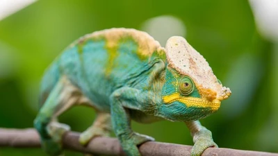 Khám phá thế giới kỳ diệu của tắc kè hoa và những đặc điểm độc đáo