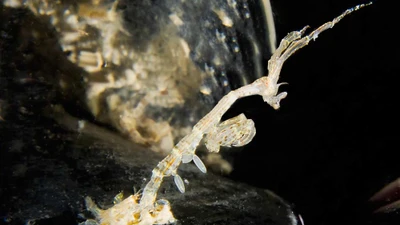 Tôm xương gai: sinh vật kỳ lạ, ngụy trang xuất sắc trong đại dương