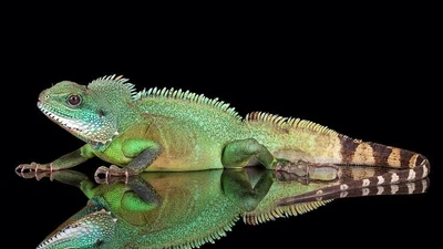 Bảo vệ rồng đất Đông Nam Á để giữ gìn loài thằn lằn đặc biệt này