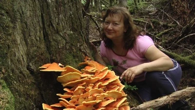 Nấm gà rừng: Loài nấm đẹp mắt, ngon và có vai trò sinh thái quan trọng