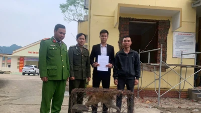 Người dân Quảng Trị giao nộp cá thể khỉ vàng quý hiếm