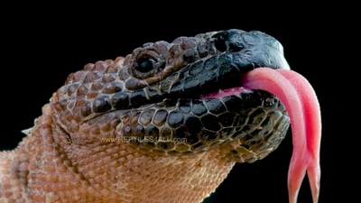 Nọc độc thằn lằn hạt cườm Mexico lộ bí ẩn gây sốc