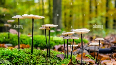 Khám phá loài nấm mùi tỏi trong rừng sồi