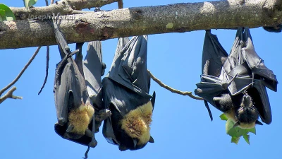 Dơi ngựa đeo kính: biểu tượng của hệ sinh thái rừng Úc và Papua New Guinea