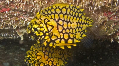 Bí ẩn loài cá biển sâu hiếm có nhất thế giới