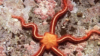 Sao biển đuôi rắn: loài sinh vật kỳ lạ và đa dạng dưới đại dương