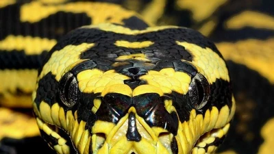 Khám phá trăn thảm: Rắn hoa văn đẹp, khả năng thích nghi đa dạng