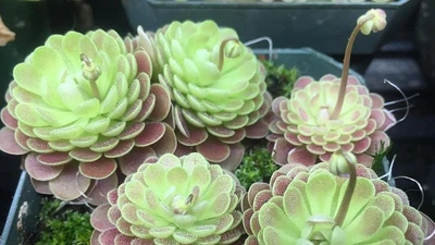 Cây bẫy mỡ: chiến binh tự nhiên sống trong môi trường nghèo dinh dưỡng