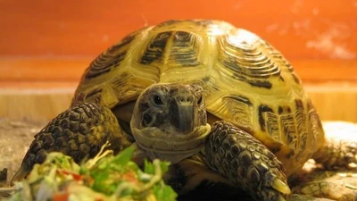 Khám phá loài rùa Nga sở hữu đặc điểm sinh học cực kỳ độc lạ