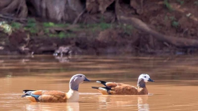 Khám phá loài vịt hoang có tiếng 'huýt gió' đặc trưng tại Việt Nam