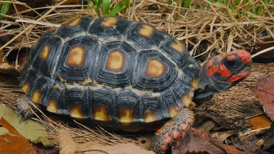 Cận cảnh loài rùa có màu sắc kỳ lạ, dân chơi ráo riết lùng 