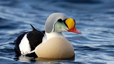 Loài vịt đẹp sửng sốt, sống ở nơi khắc nghiệt nhất thế giới 