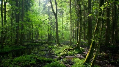 Khám phá khu rừng nguyên sinh cuối cùng của châu Âu