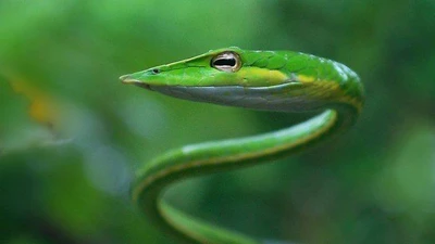 Khám phá rắn dây xanh, bậc thầy ngụy trang trong rừng nhiệt đới