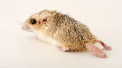 Khám phá loài chuột cát đuôi mập sống thách thức giữa sa mạc Bắc Phi